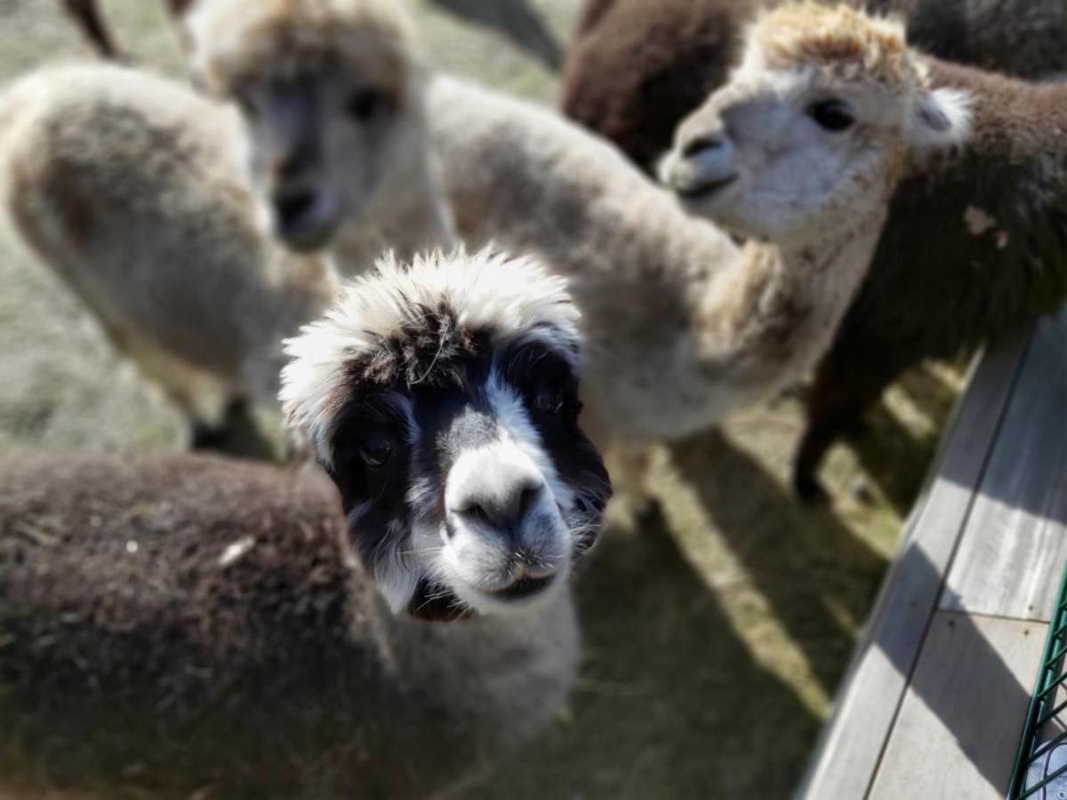 Ferienwohnung Bungenhof Alpacas Celle Eksteriør billede